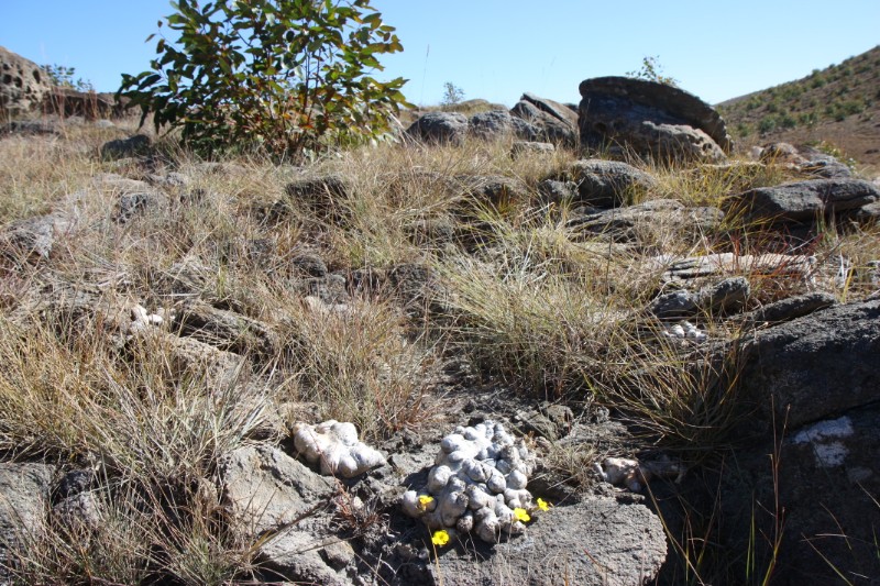 Pachypodium brevicaule 