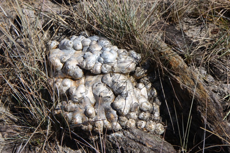 Pachypodium brevicaule 