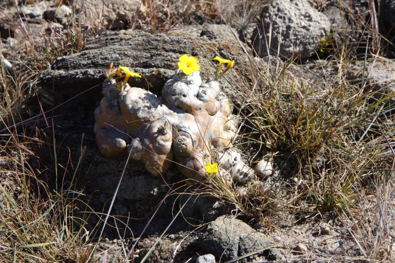 Pachypodium brevicaule 
