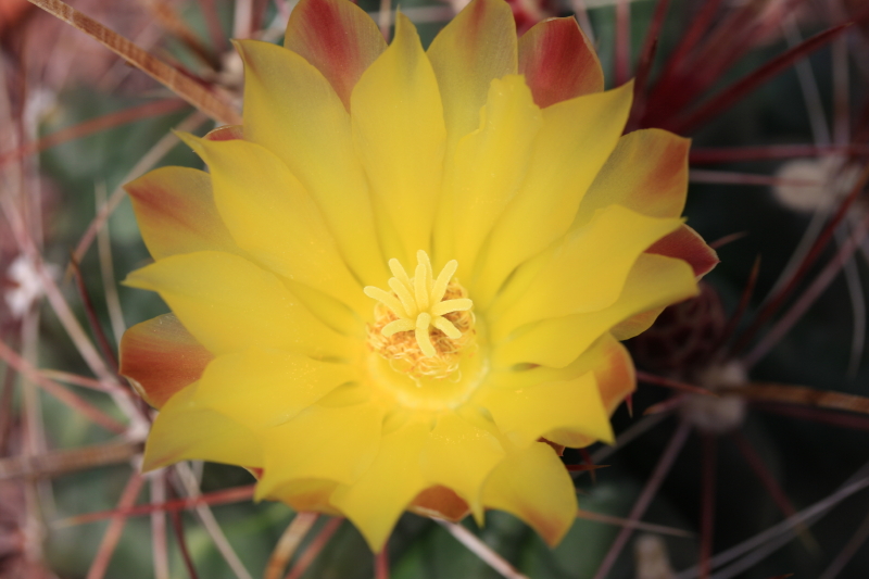 Ferocactus hamatacanthus 