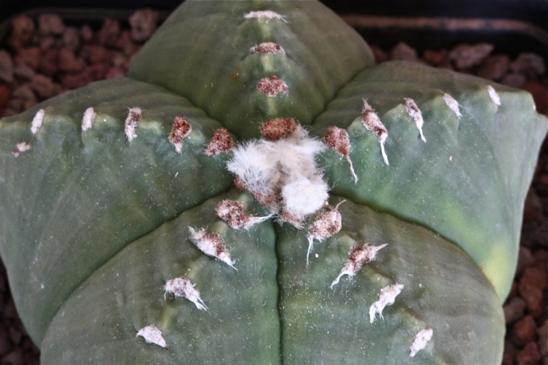 Astrophytum myriostigma cv. costa 