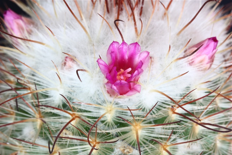 Mammillaria bombycina 