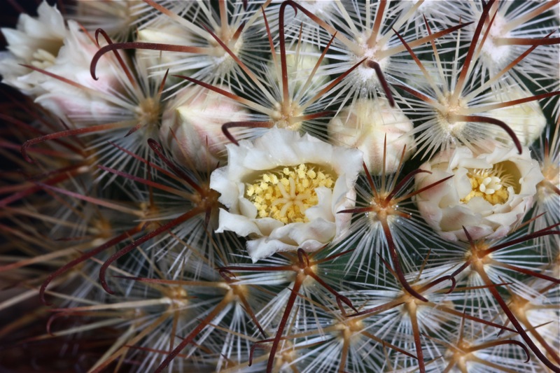 Mammillaria cowperae 