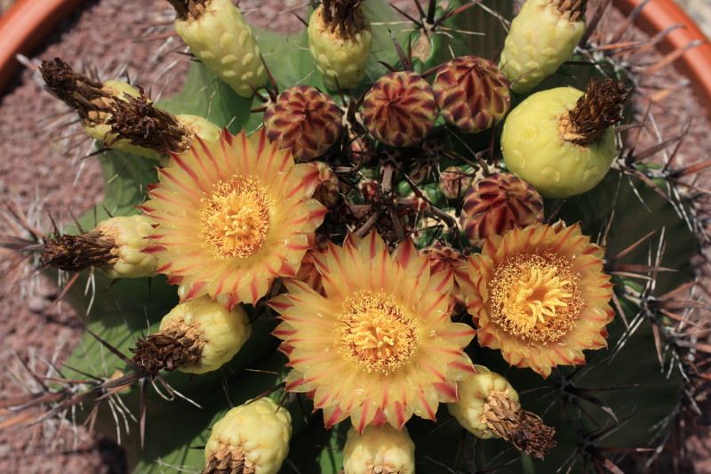 Ferocactus wislizeni ssp. herrerae 