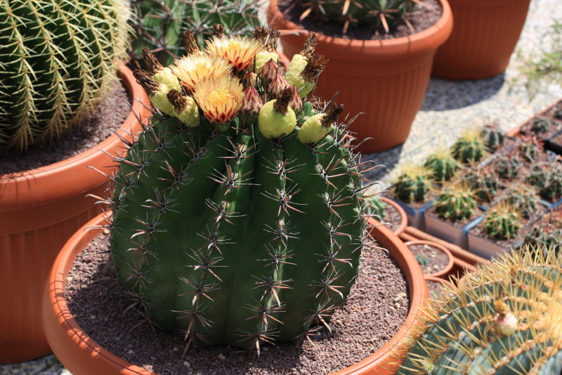 Ferocactus wislizeni ssp. herrerae 