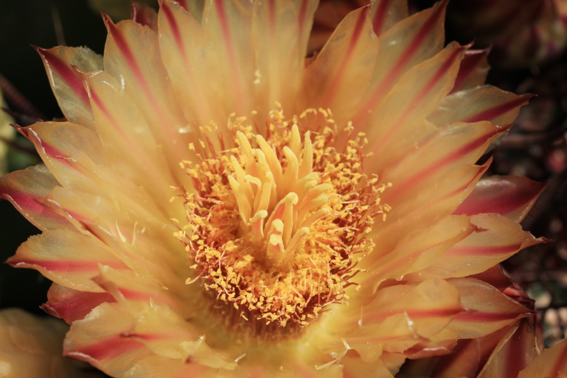 Ferocactus wislizeni ssp. herrerae 