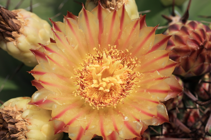 Ferocactus wislizeni ssp. herrerae 