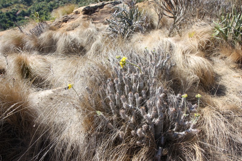 Pachypodium densiflorum 