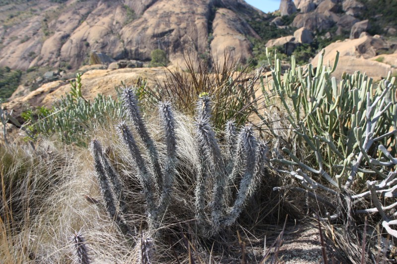 Euphorbia fianarantsoae 
