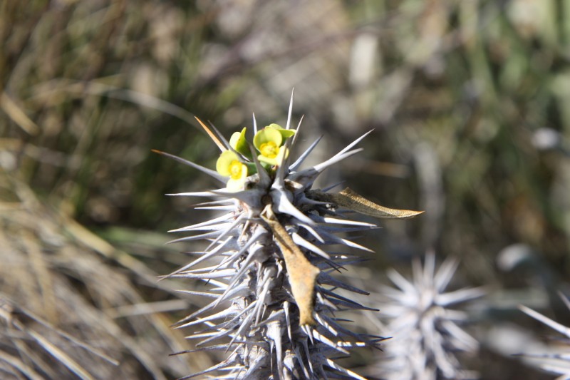Euphorbia fianarantsoae 