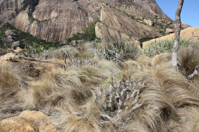 Pachypodium densiflorum 
