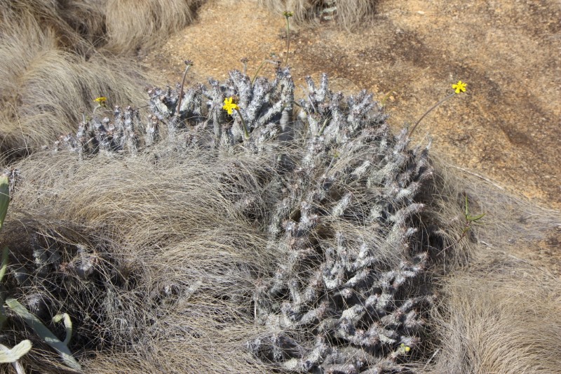 Pachypodium densiflorum 