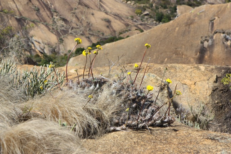 Pachypodium densiflorum 