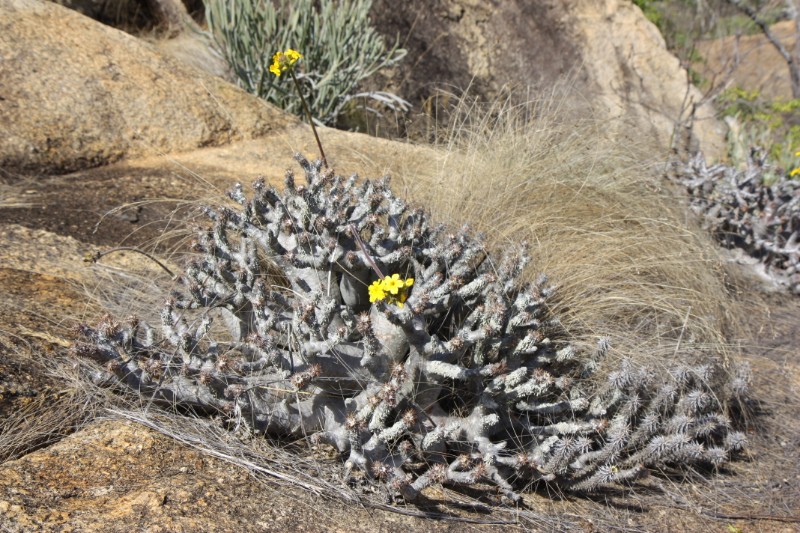 Pachypodium densiflorum 