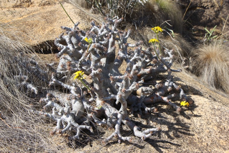 Pachypodium densiflorum 