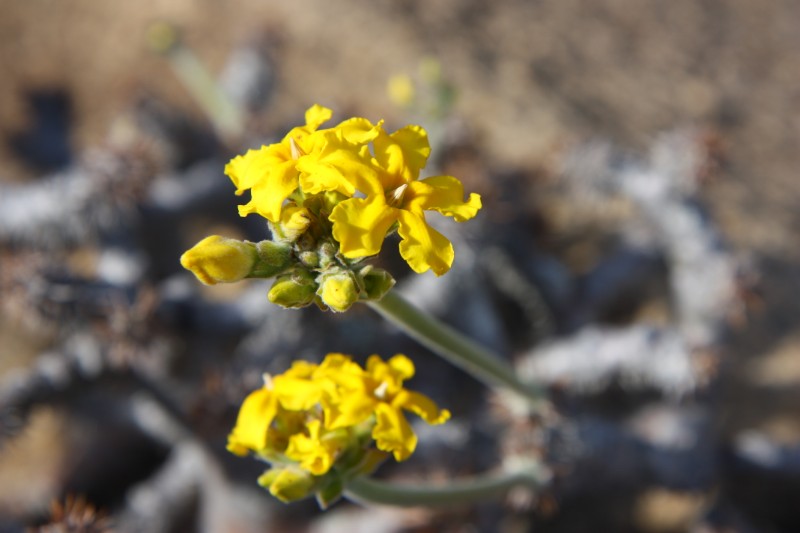Pachypodium densiflorum 