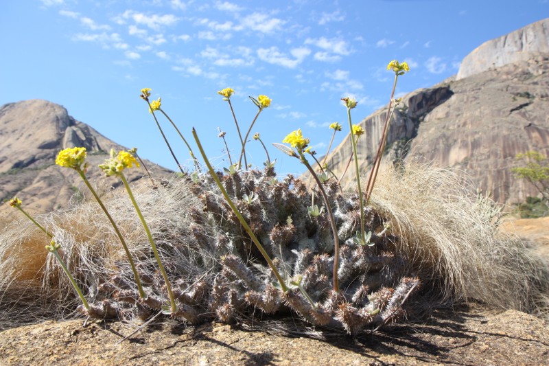 Pachypodium densiflorum 