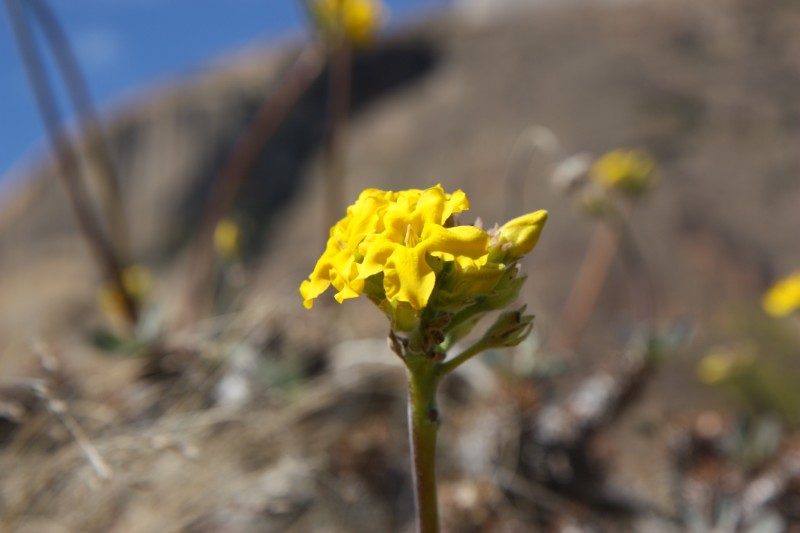 Pachypodium densiflorum 