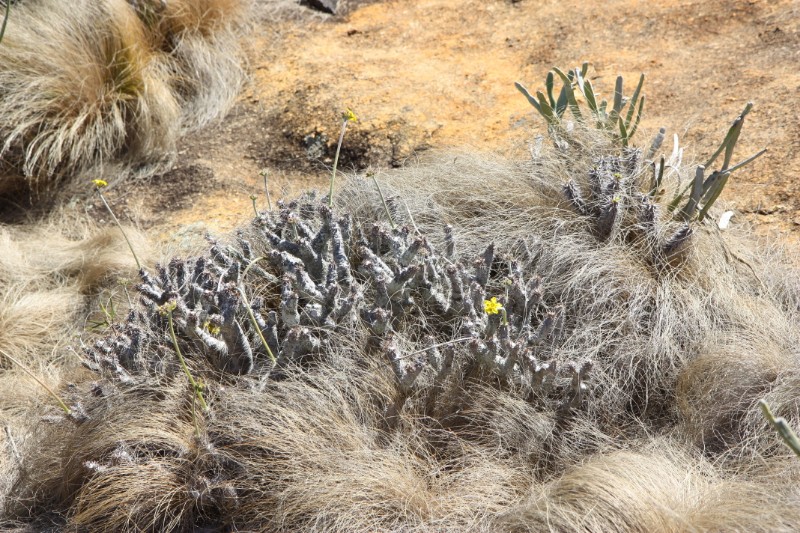 Pachypodium densiflorum 
