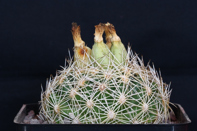 Coryphantha retusa 