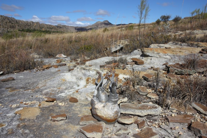 Pachypodium rosulatum v. gracilius 