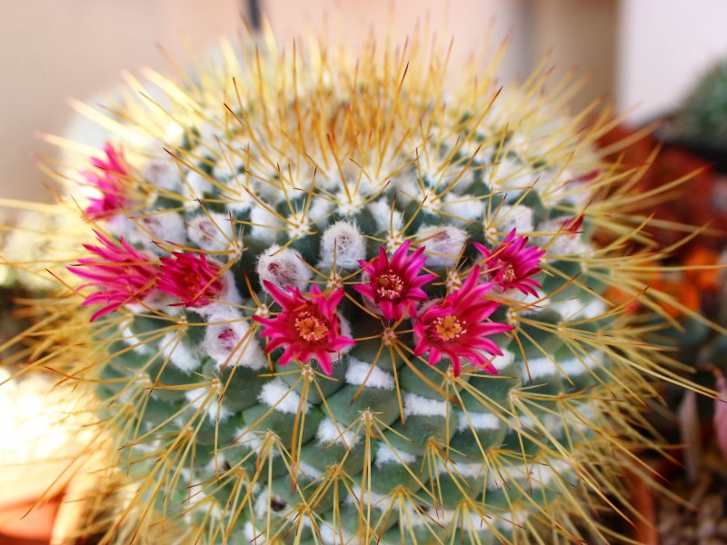 Mammillaria petterssonii 