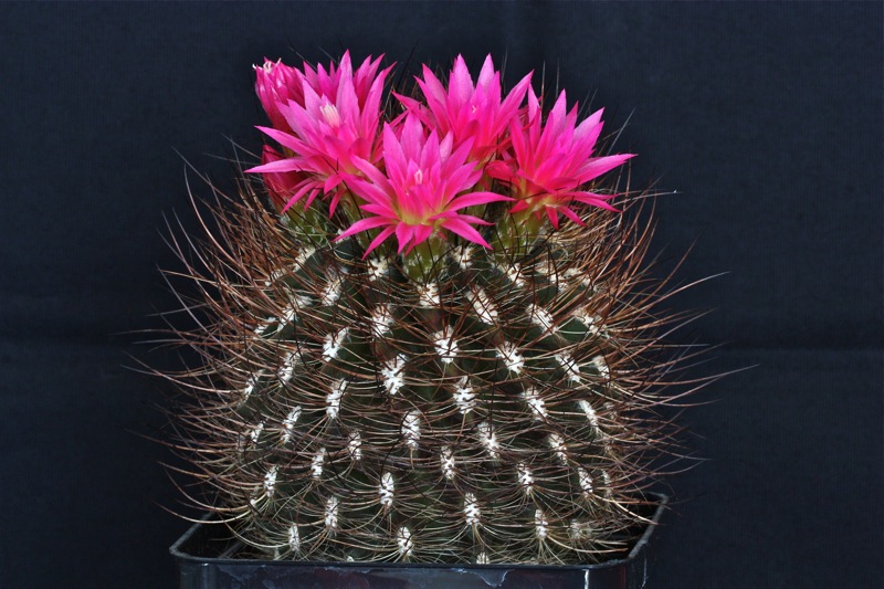 Neoporteria villosa 