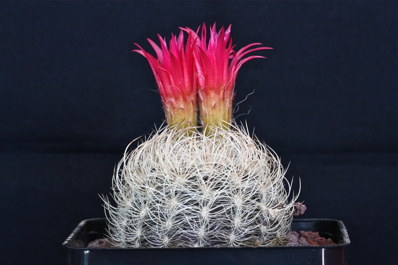 Neoporteria gerocephala 