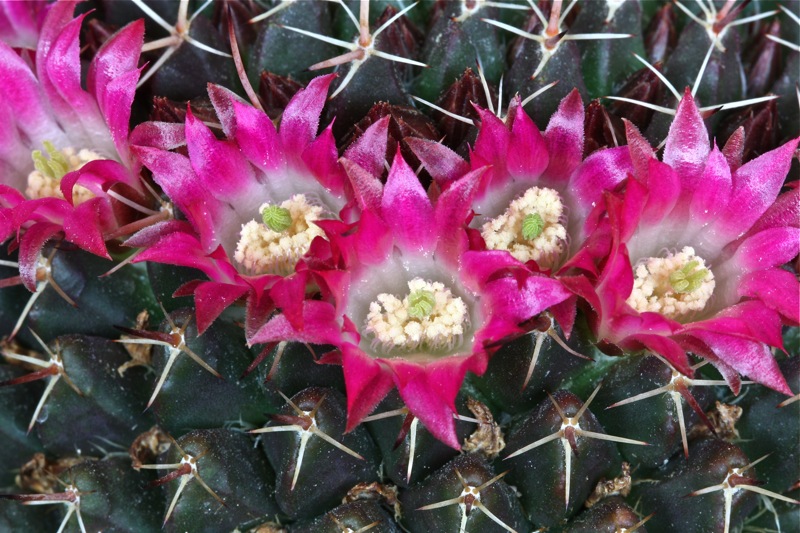 Mammillaria mystax 