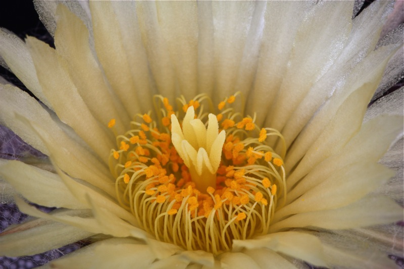 Astrophytum myriostigma v. strongylogonum 