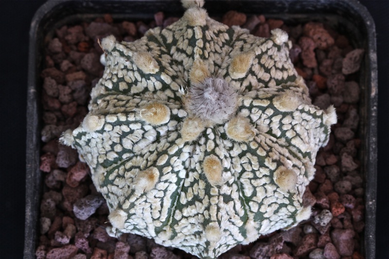 Astrophytum asterias cv. super kabuto x senile 