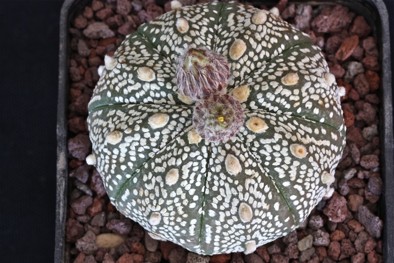 Astrophytum asterias cv. super kabuto 