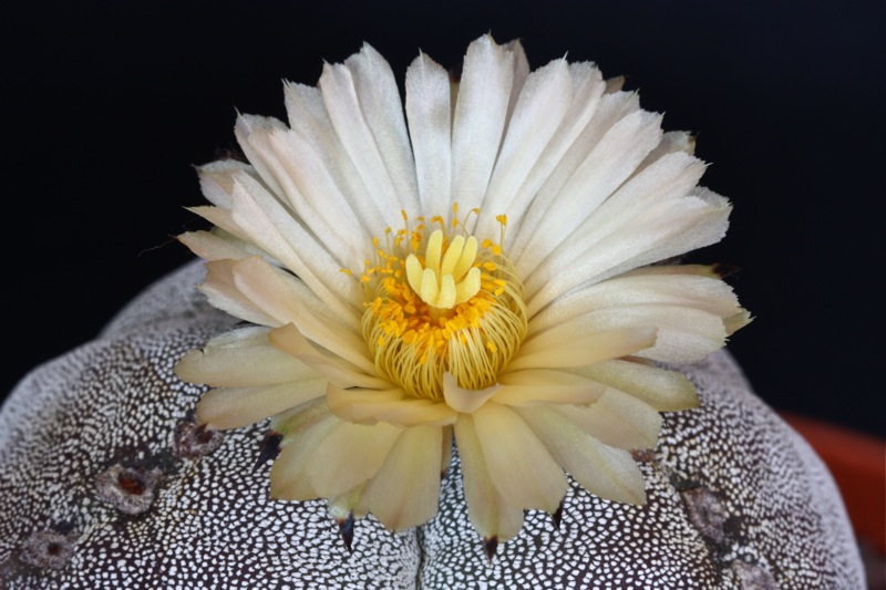 Astrophytum myriostigma f. tricostatum 