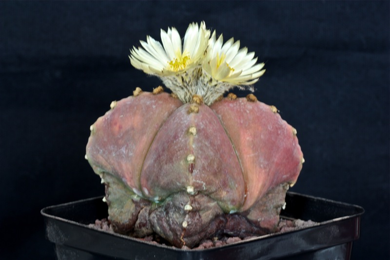 Astrophytum myriostigma v. nudum 