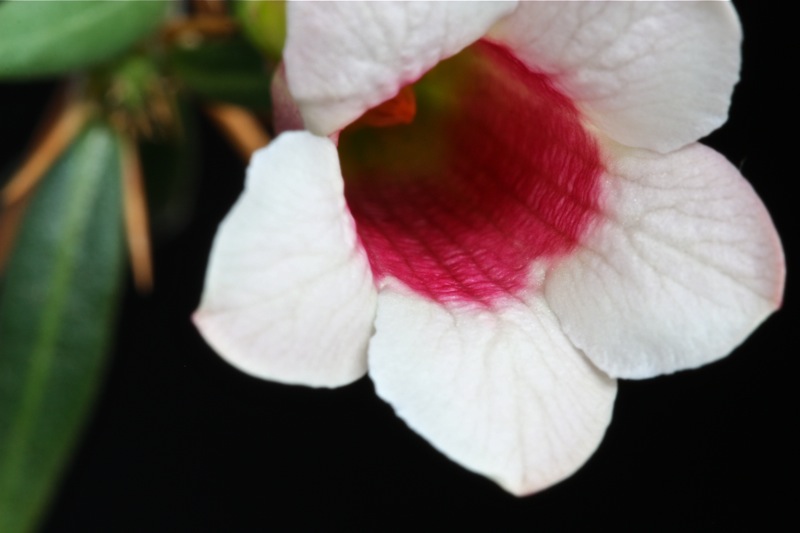 Pachypodium bispinosum 