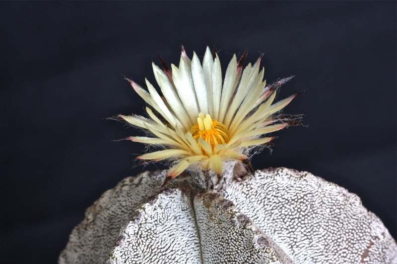 Astrophytum myriostigma v. columnare 