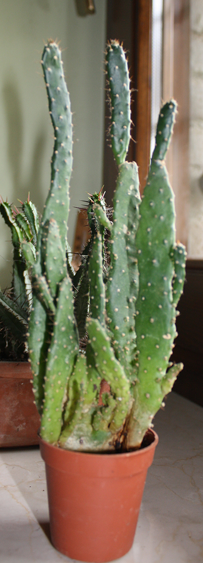 Cactofili - Forum di cactus e succulente :: Leggi argomento - Composizioni di  cactus o succulente: sì, no, forse