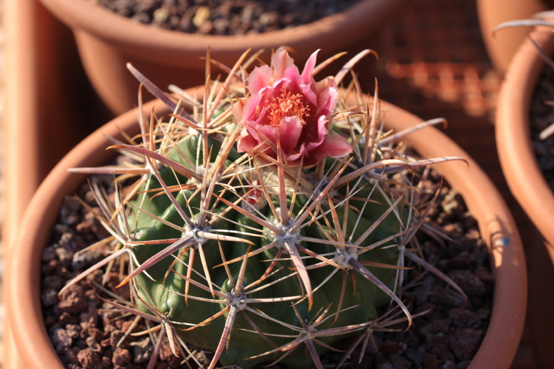 Ferocactus fordii ssp. borealis 