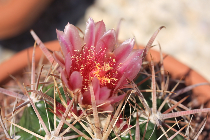 Ferocactus fordii ssp. borealis 