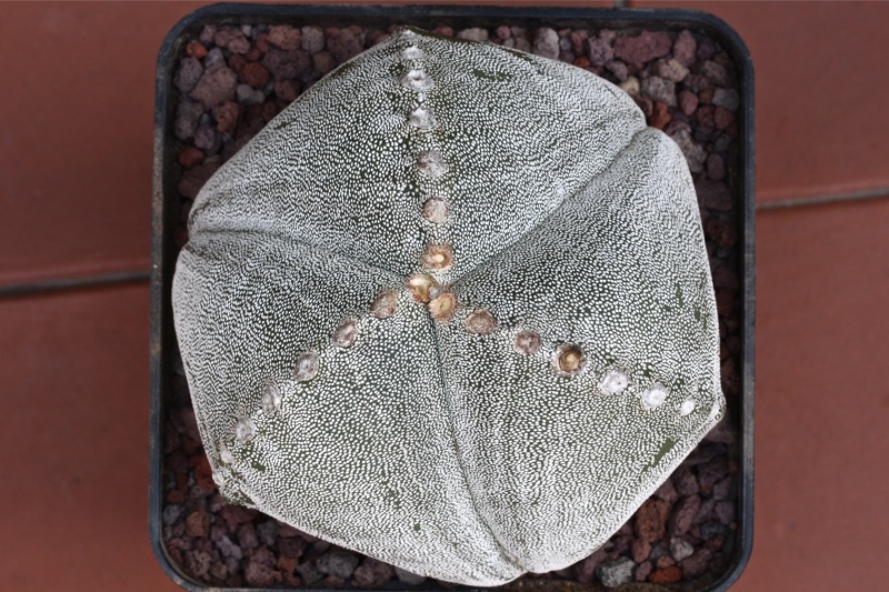 Astrophytum myriostigma f. tricostatum 