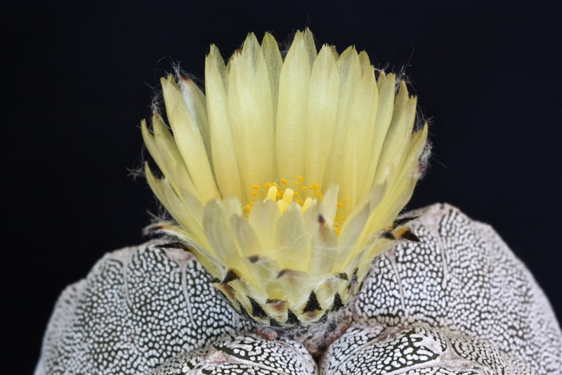 Astrophytum myriostigma f. quadricostatum cv. onzuka 