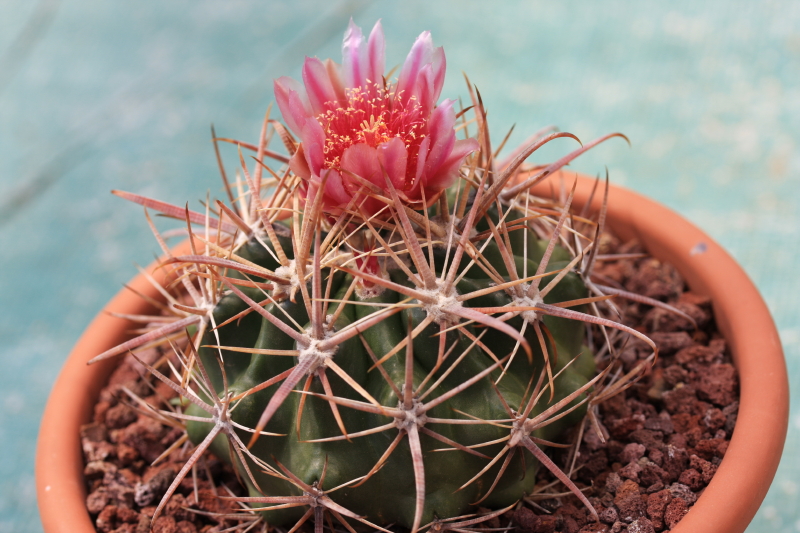 Ferocactus fordii ssp. borealis 