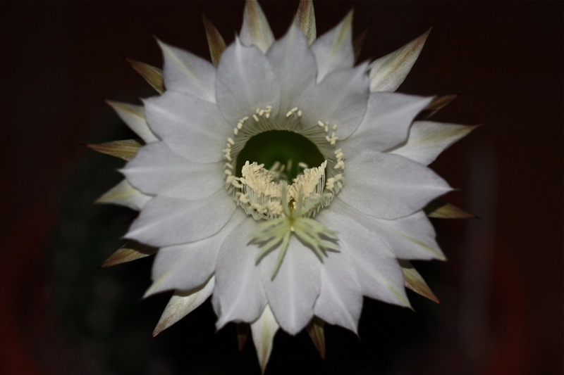 Echinopsis eyriesii 