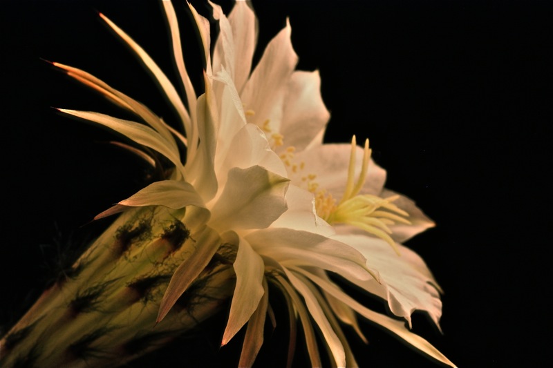 Echinopsis eyriesii 