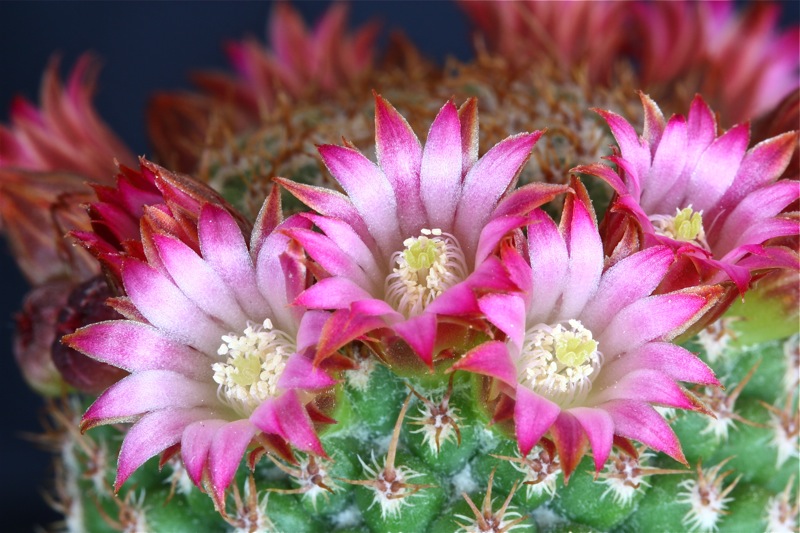 Mammillaria magnifica f. inermis 