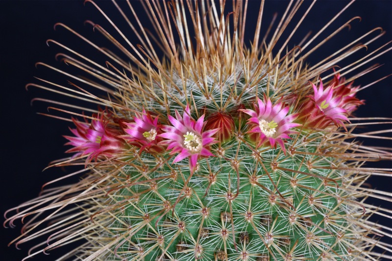 Mammillaria magnifica 