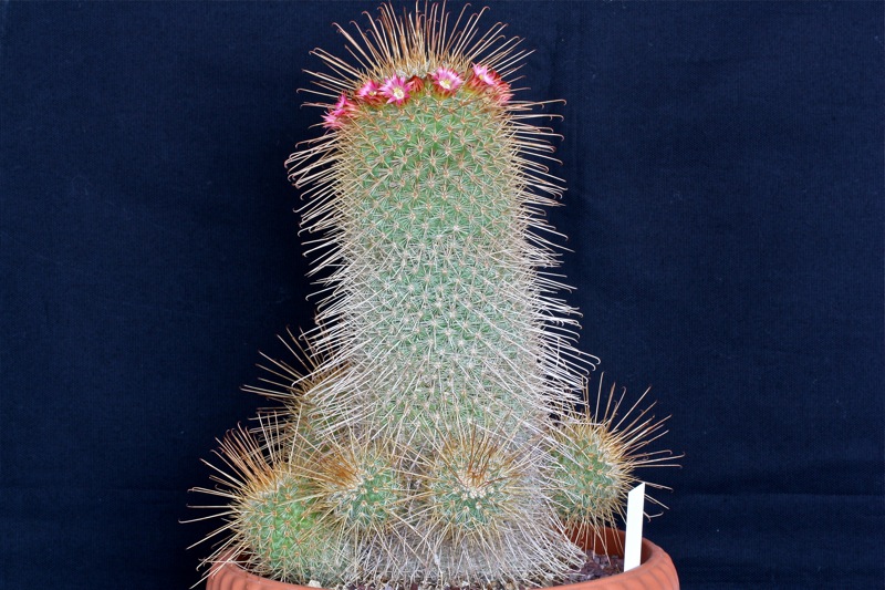 Mammillaria magnifica 