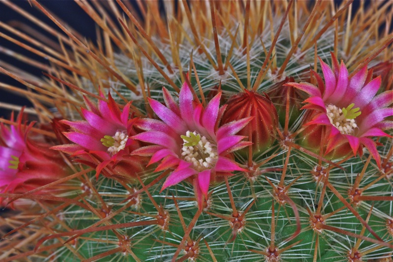 Mammillaria magnifica 