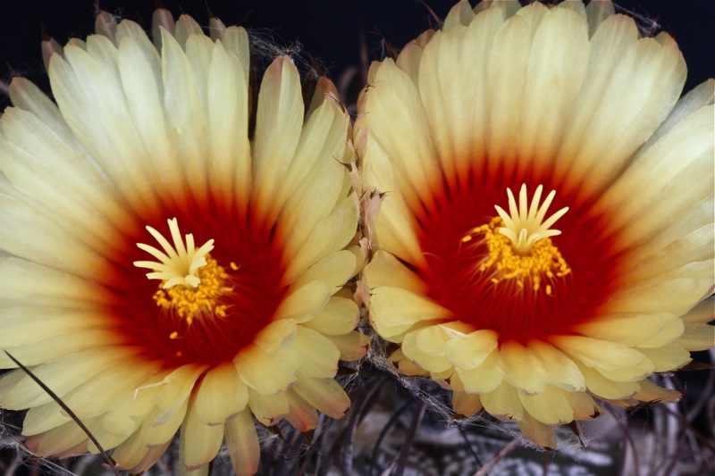 Astrophytum capricorne v. minor 