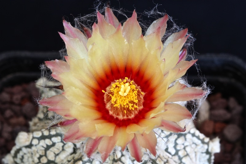 Astrophytum asterias cv. super kabuto x senile 